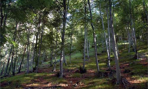 BOSCO CEDUO IN VENDITA A CERMENATE (CO) – INVESTIMENTO VERDE DI VALORE